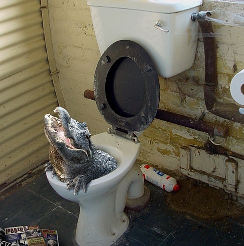 alligator-in-the-toilet.jpg